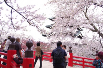 弘前城「下乗橋から見る桜と天守」