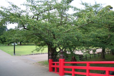 弘前公園内の標準木