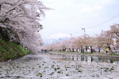 弘前公園（弘前城）の外濠、桜と岩木山の様子