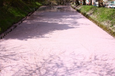 弘前公園（弘前城）外濠のさくらのカーペット