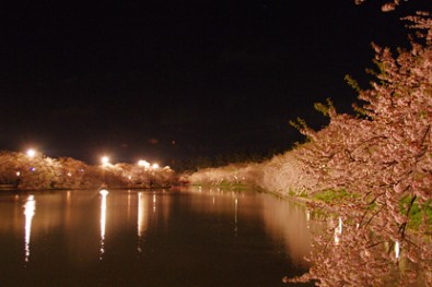 弘前城（弘前公園）のライトアップされた西濠の桜
