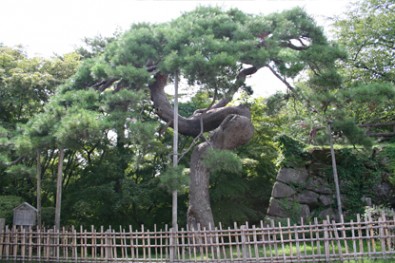 弘前城の松「鶴の松」