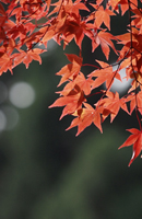 弘前の秋 菊と紅葉祭り