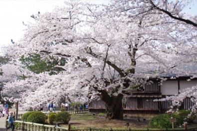 弘前城の日本最古のソメイヨシノ