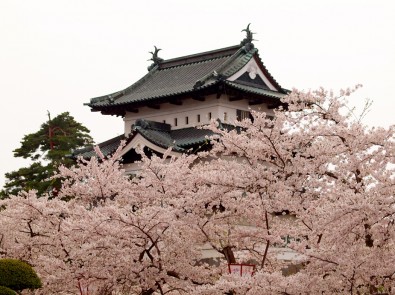 「第29回弘前城ミス桜コンテスト」を開催します