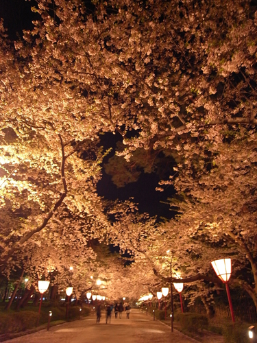 夜桜のライトアップ