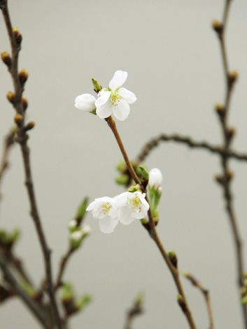 弘前公園・弘前城の桜の枝 花が咲きました