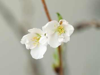 弘前公園・弘前城の桜の枝 花が咲きました