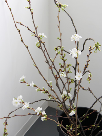 弘前公園・弘前城の桜の枝 「春」を感じさせる光景