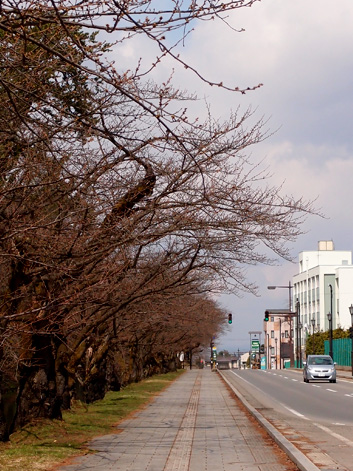 2013年4月11日の弘前公園・弘前城の外堀の様子 桜開花状況