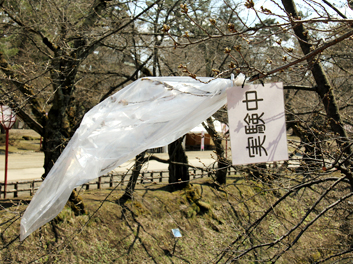 2013年4月22日の弘前公園 ビニール袋で覆い保温している弘前公園のソメイヨシノ 桜開花状況