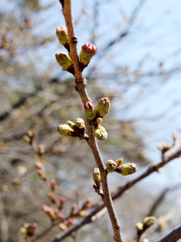 弘前城の南内門・杉の大橋付近の桜の枝 桜開花状況