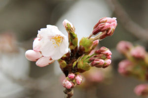 2013年4月26日付 弘前公園の桜の開花予想発表！