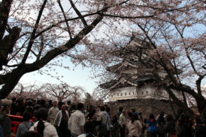 2013年5月4日付 弘前公園の桜の開花状況・満開予想発表