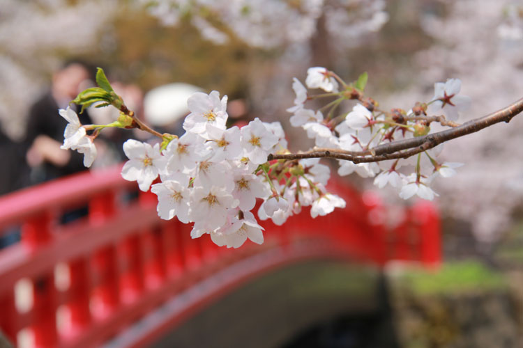 2013年弘前公園（城）さくらまつりでの桜が満開の様子
