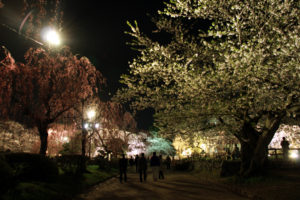 弘前城夜桜　さくらまつり
