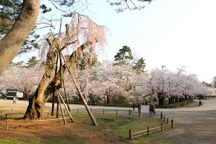 NHKプロフェッショナル 仕事の流儀でも紹介された弘前公園 雪の重みで倒れた大シダレ桜