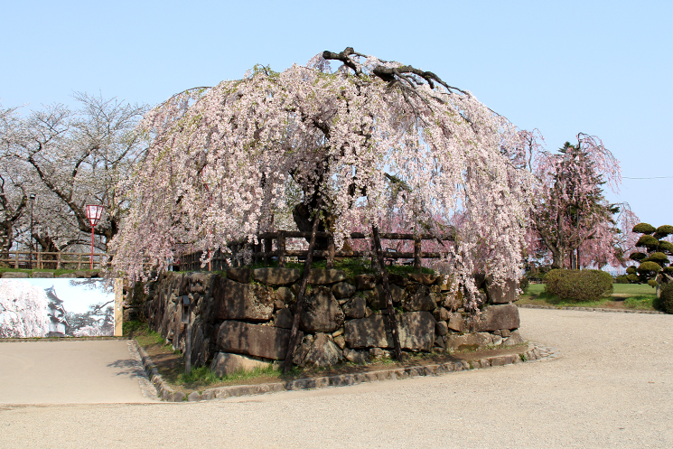 弘前公園本丸 枝垂桜