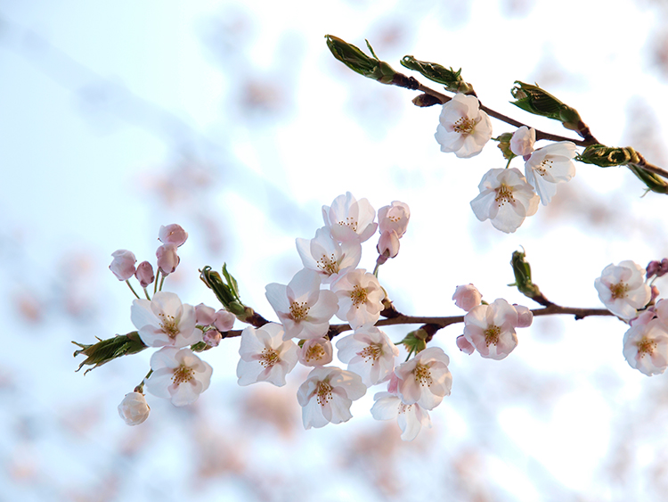 2014年弘前さくらまつり　弘前城　弘前公園　桜の開花予想　ウェザーニュース