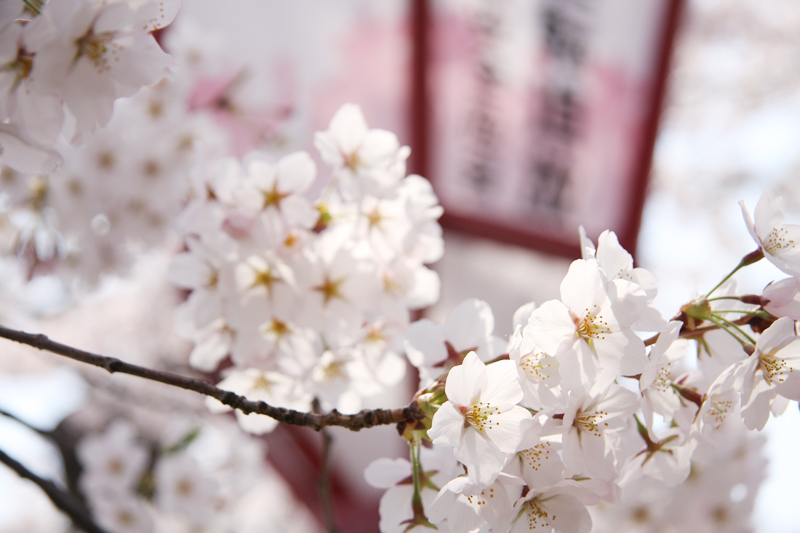 弘前城と桜の様子
