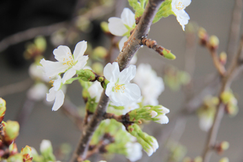 弘前公園・弘前城の桜の枝