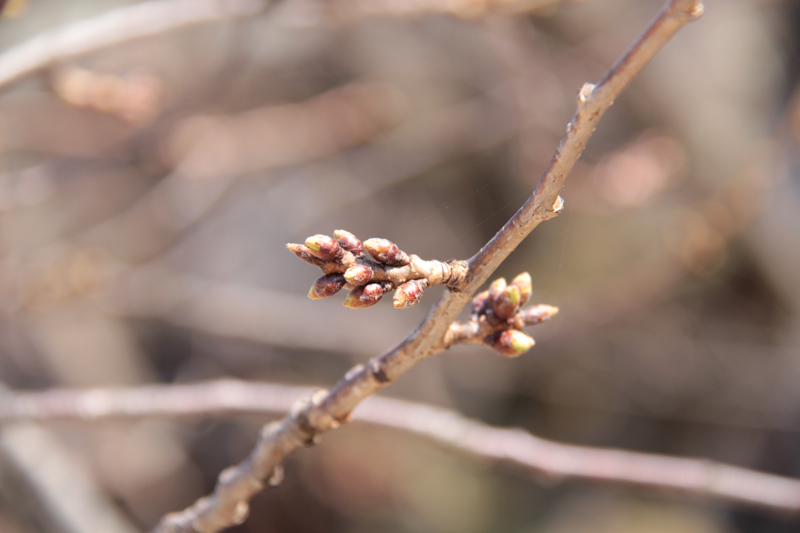 2014年4月2日 弘前公園（弘前城）桜の枝つぼみの様子