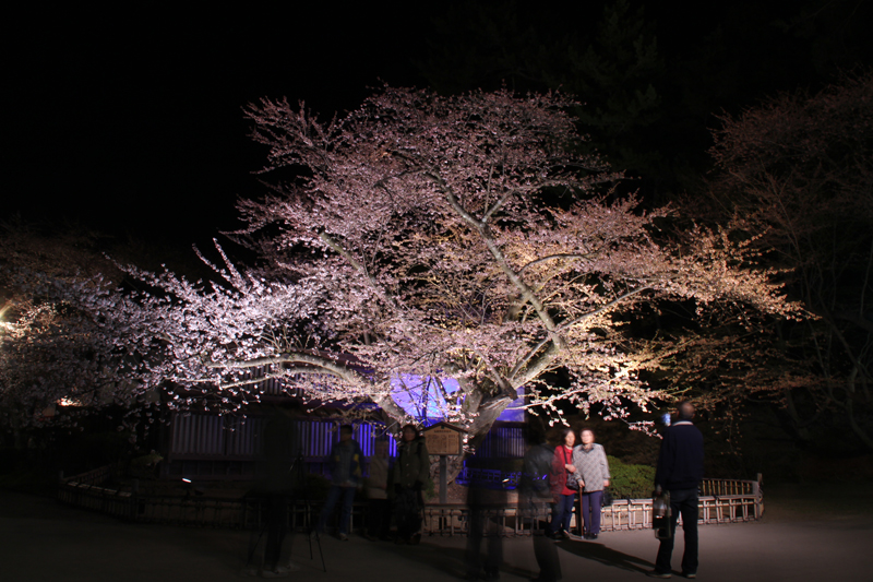 弘前さくらまつり夜桜もおすすめです