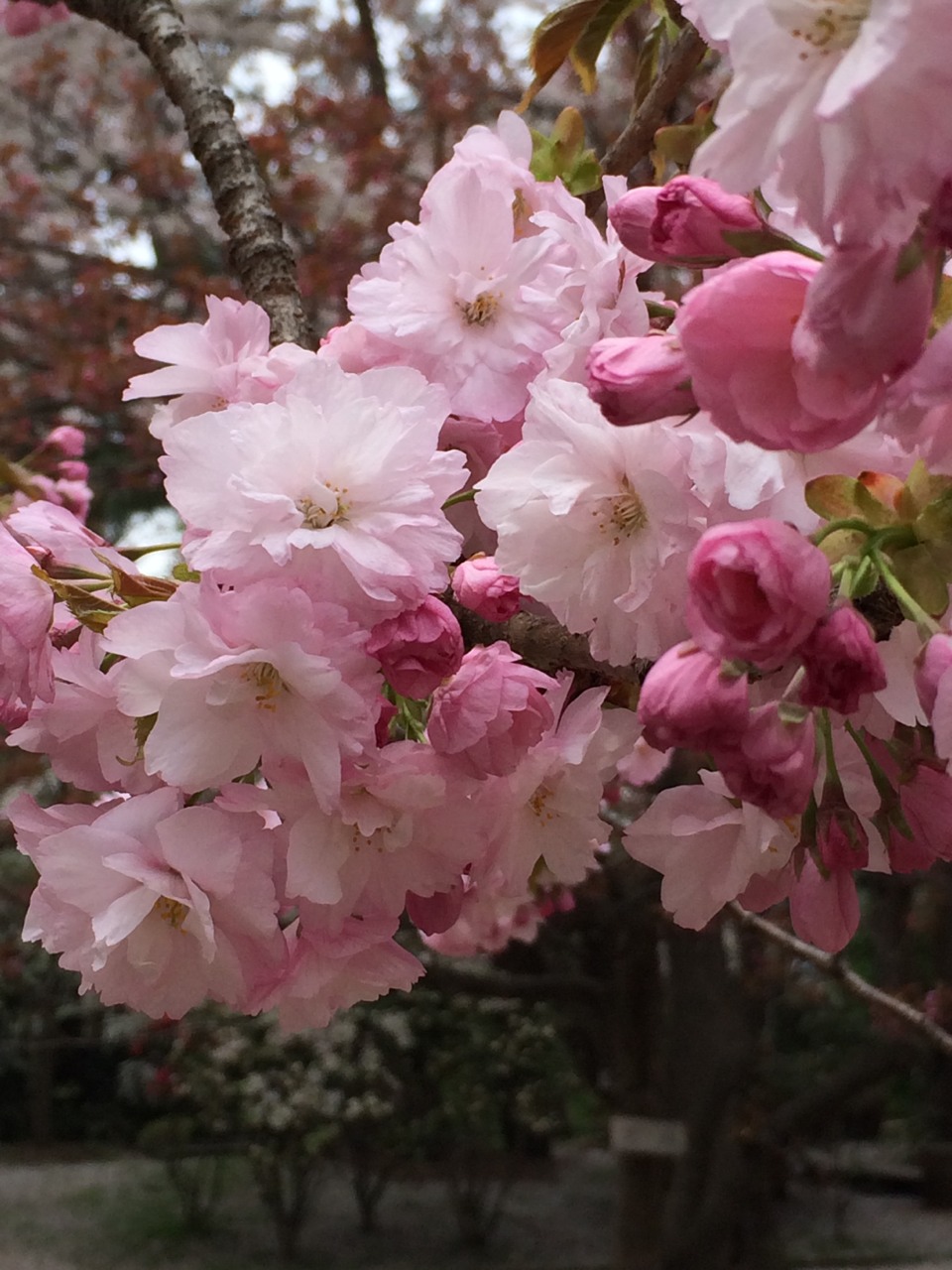 桜の絨毯（花筏）が見ごろを迎え、見事な絶景を作り出しています。2014