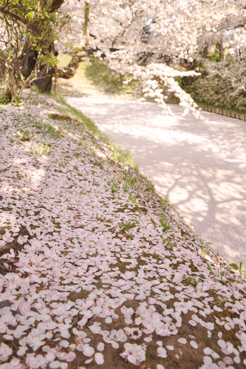 弘前公園・弘前城の桜の絨毯が見ごろです！
