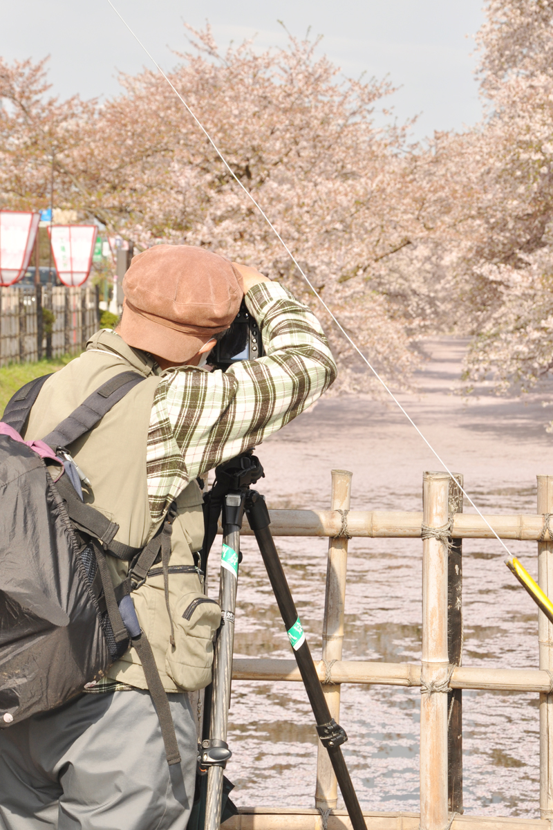 弘前公園・弘前城の桜の絨毯を撮影するカメラマン