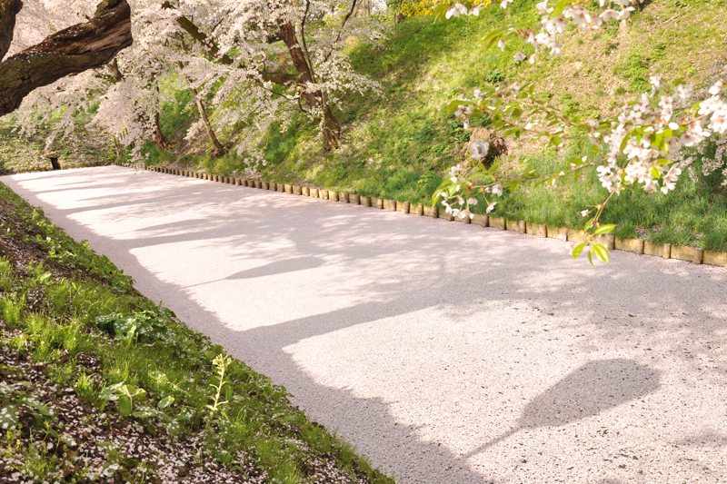 弘前公園・弘前城の桜の絨毯が見ごろです！