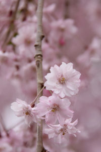 弘前公園・弘前城 2014年5月2日付 桜の開花情報