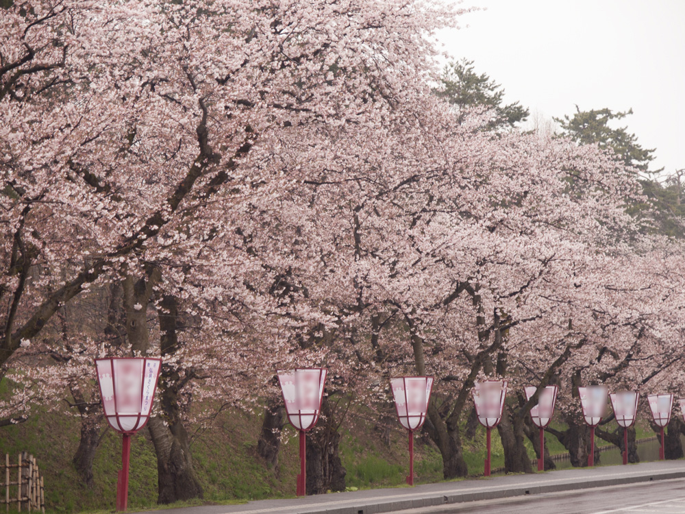弘前公園外濠 ぼんぼりと桜の様子