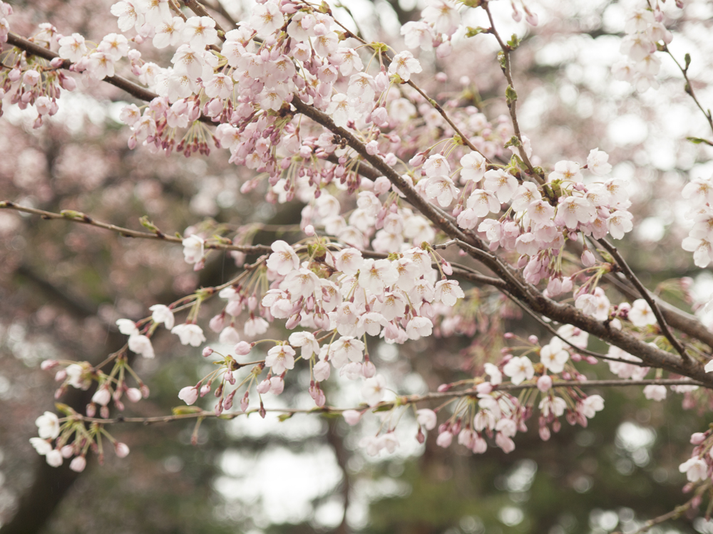 弘前公園（弘前城）外濠 桜の様子