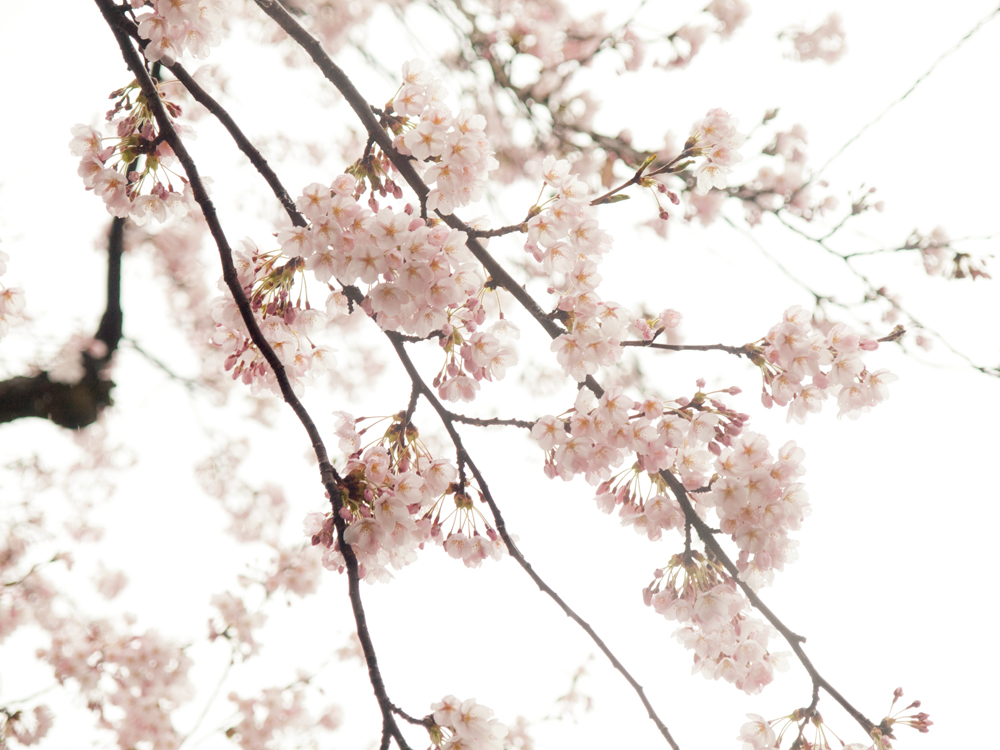 弘前さくらまつり 2015年4月20日 弘前公園・弘前城の様子