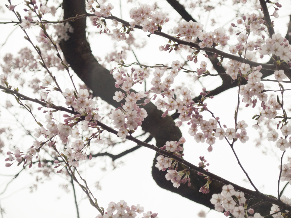 弘前公園（弘前城） 桜