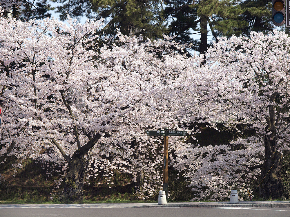 弘前さくらまつり 2015年4月23日 弘前公園・弘前城の様子