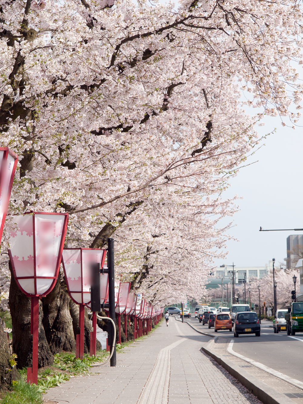 弘前さくらまつり 2015年4月24日 弘前公園・弘前公園前ローソン付近の様子
