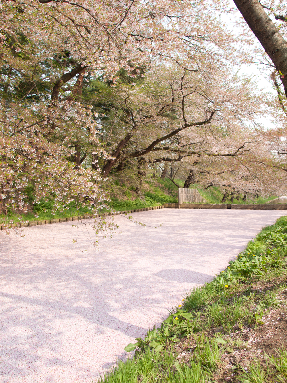 2015年4月28日 弘前公園・弘前城 外濠の桜の様子