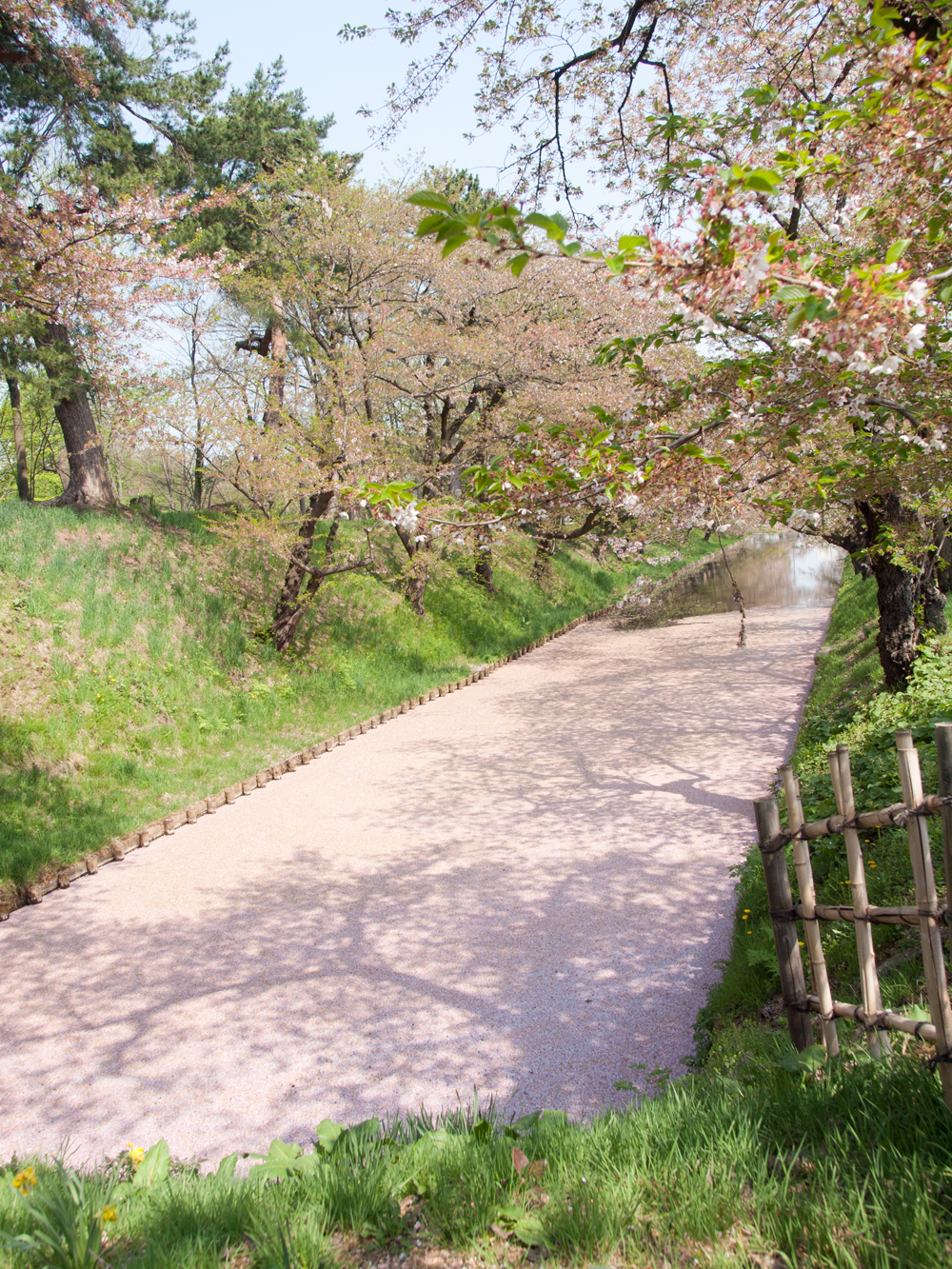 2015年4月29日 弘前公園・弘前城 外濠の桜の様子