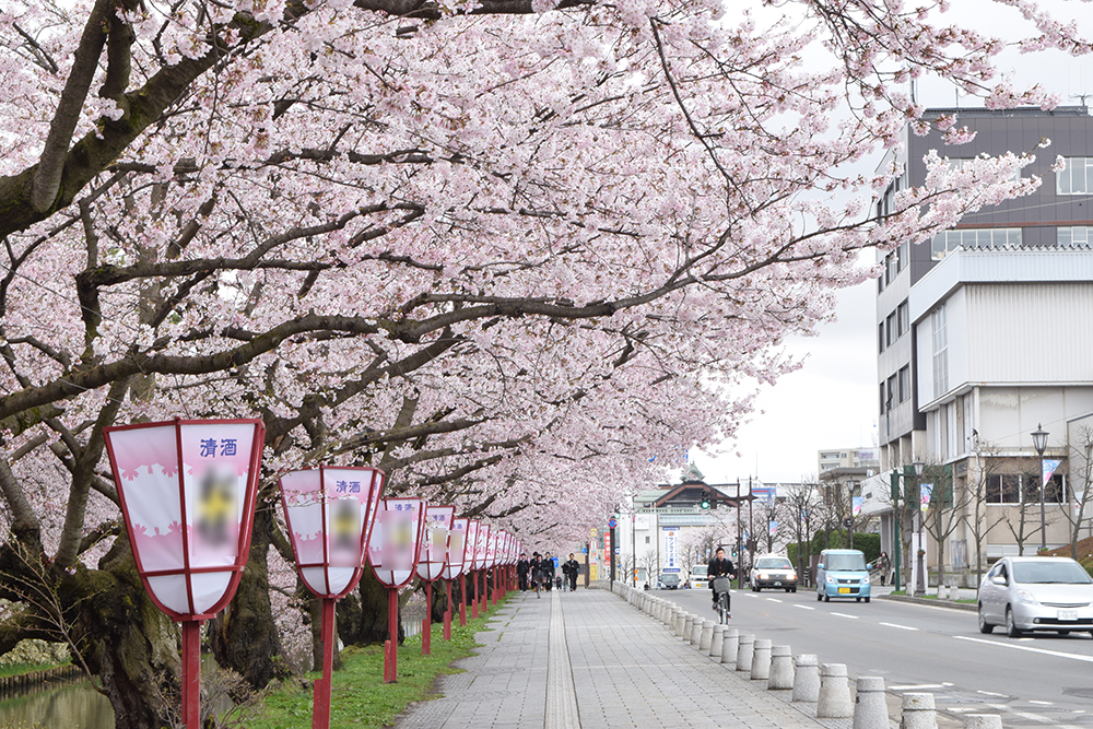 弘前さくらまつり 2015年4月21日 弘前公園・弘前城の様子