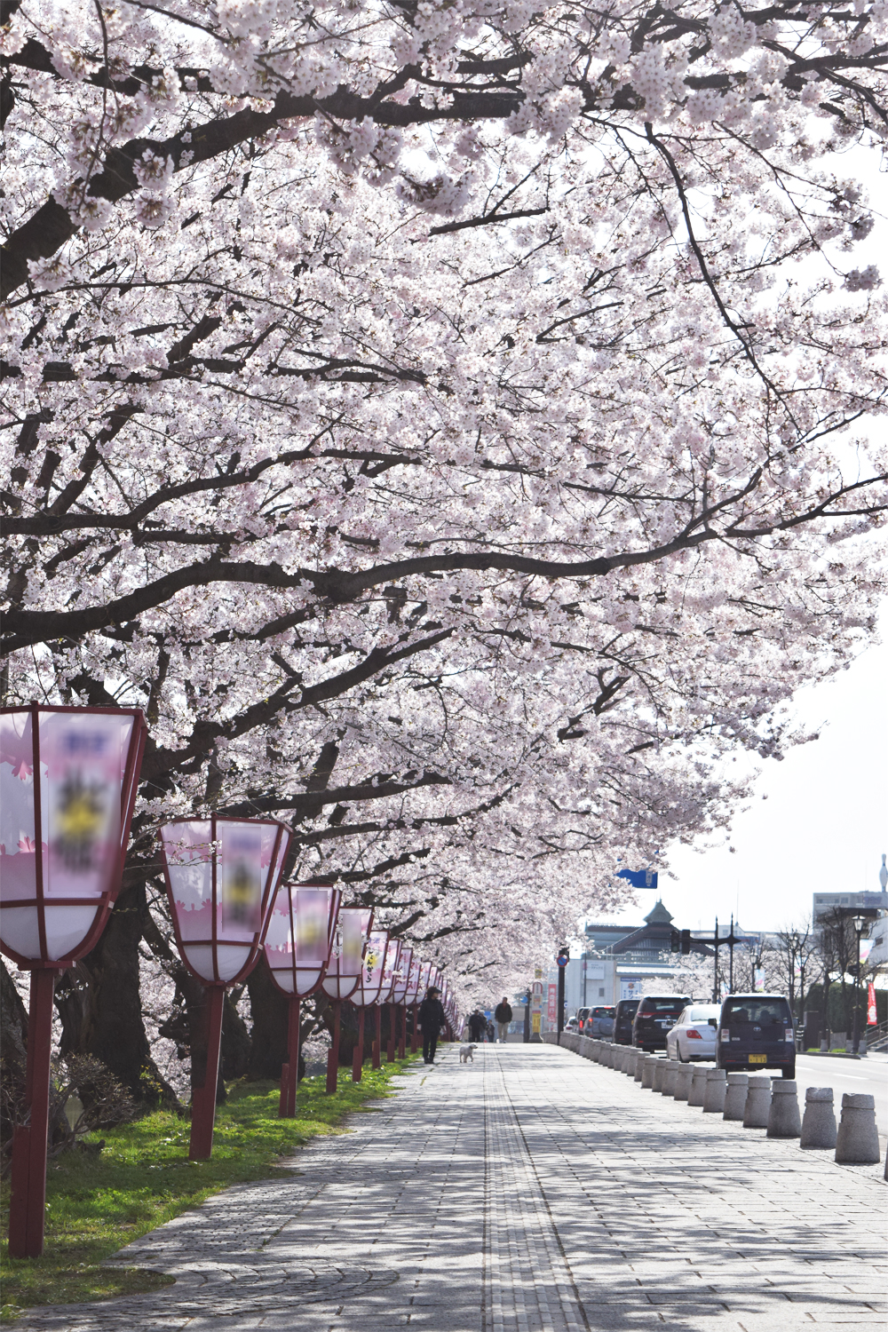 弘前さくらまつり 2015年4月22日 弘前公園・弘前城の様子