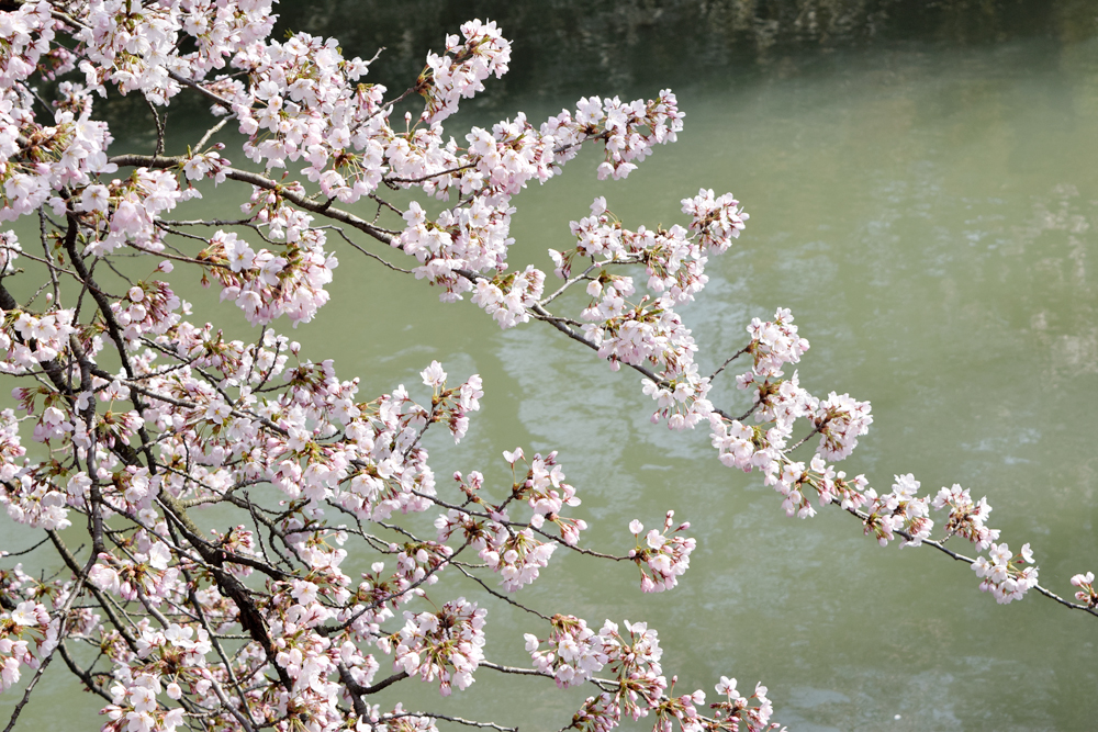 弘前さくらまつり 2015年4月22日 弘前公園・弘前城の様子