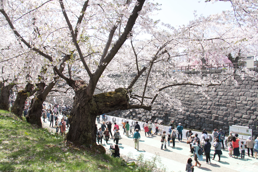 弘前さくらまつり 2015年4月25日 弘前公園・本丸付近の様子
