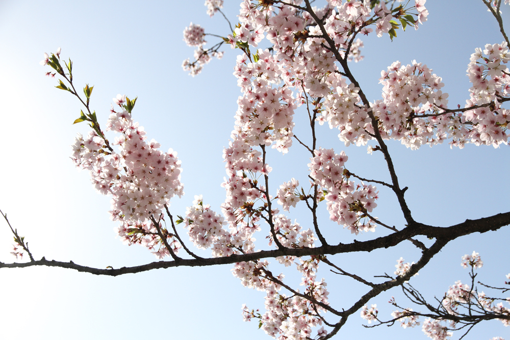 2016年4月24日 桜の様子