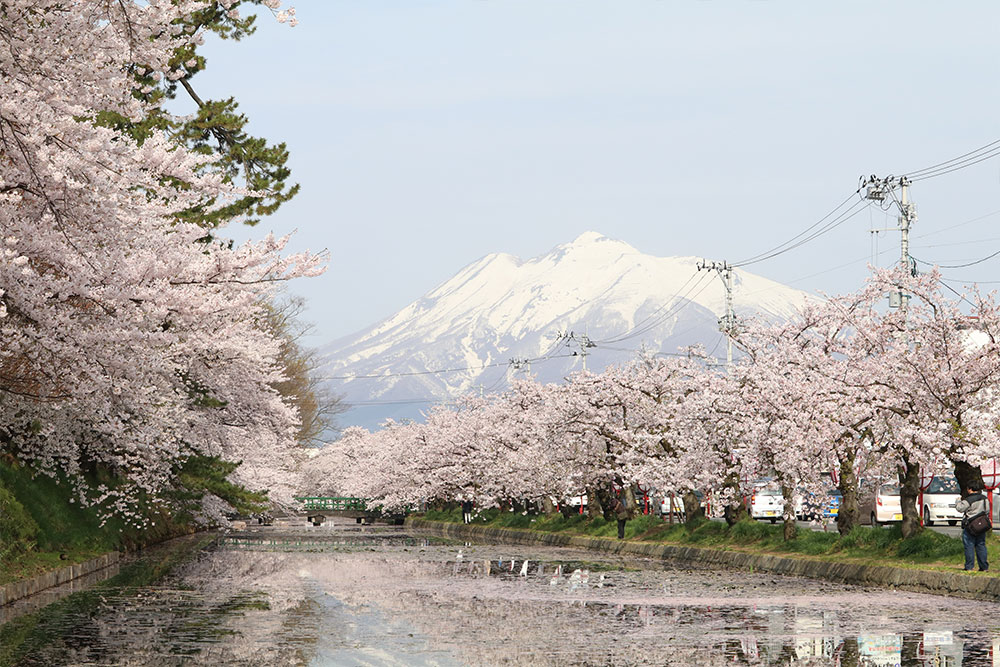 今からでも遅くない!弘前さくらまつりの見どころ - 弘前さくらまつり-Hirosaki Cherry Blossom Festival