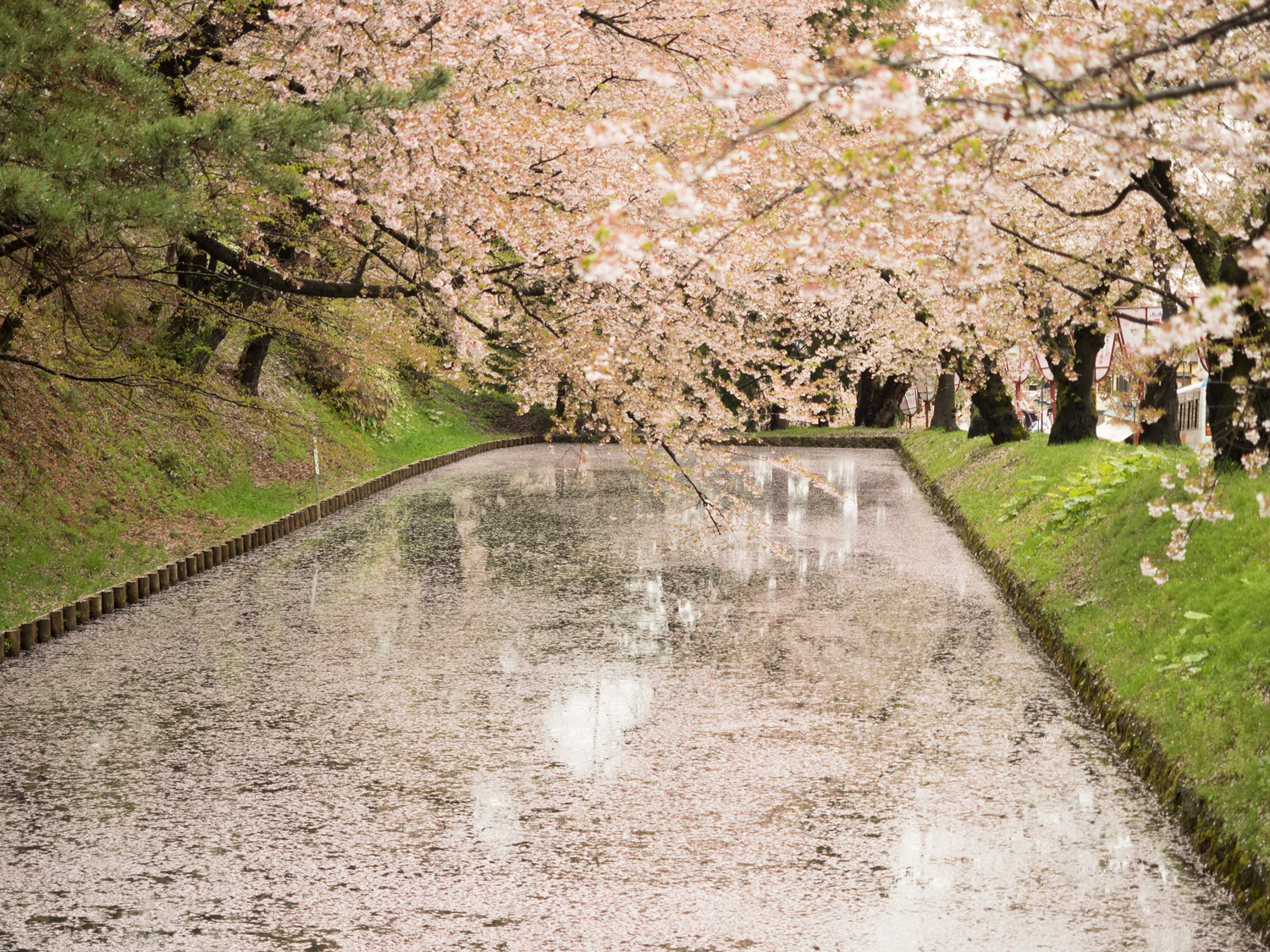 2016年4月29日付 弘前公園さくら情報(第19回)【弘前公園・弘前城】 - 弘前さくらまつり-Hirosaki Cherry ...
