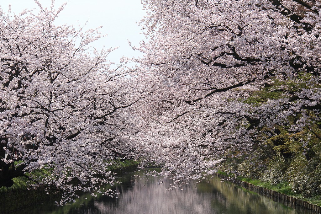 2016年4月22日付 弘前公園さくら情報(第12回)【弘前公園・弘前城】 - 弘前さくらまつり-Hirosaki Cherry ...