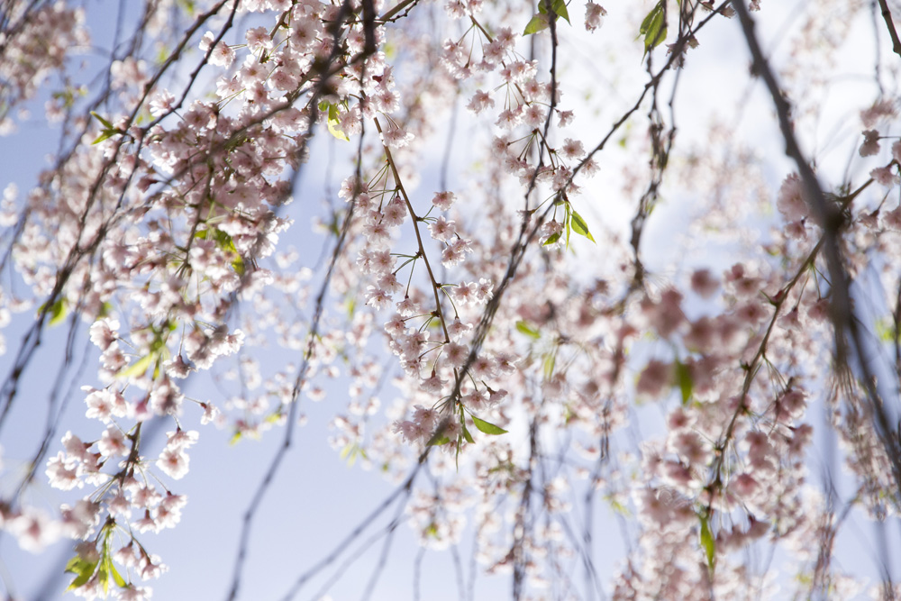 本丸の枝垂れ桜