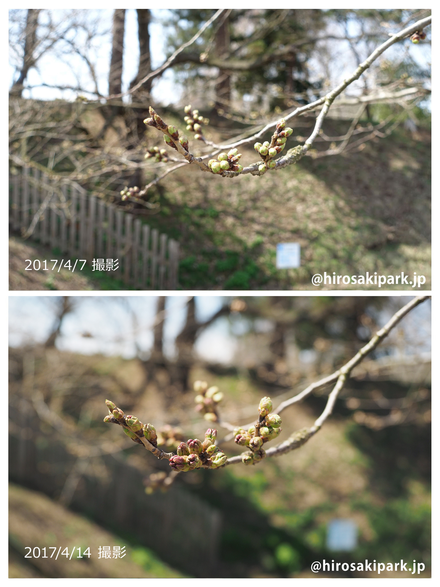 弘前公園 外濠の桜